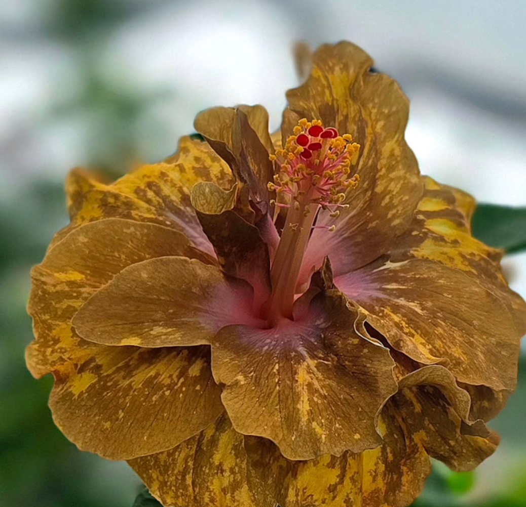 Hibiscus  Masquerade Ball 50 Seeds