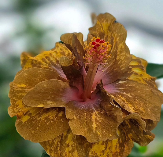 Hibiscus  Masquerade Ball 50 Seeds