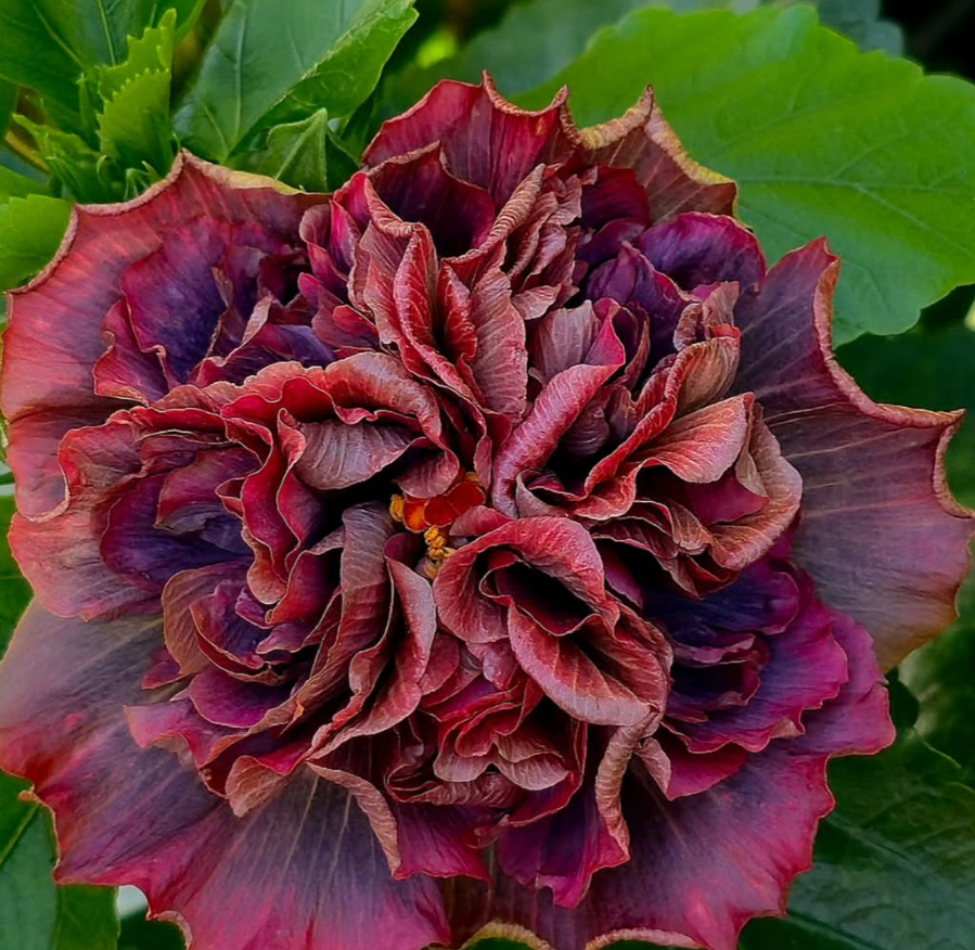 Hibiscus Roselle 50 Seeds