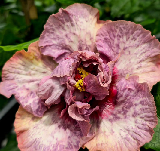 Hibiscus Diamonds 50 Seeds