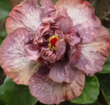 Hibiscus Diamonds 50 Seeds