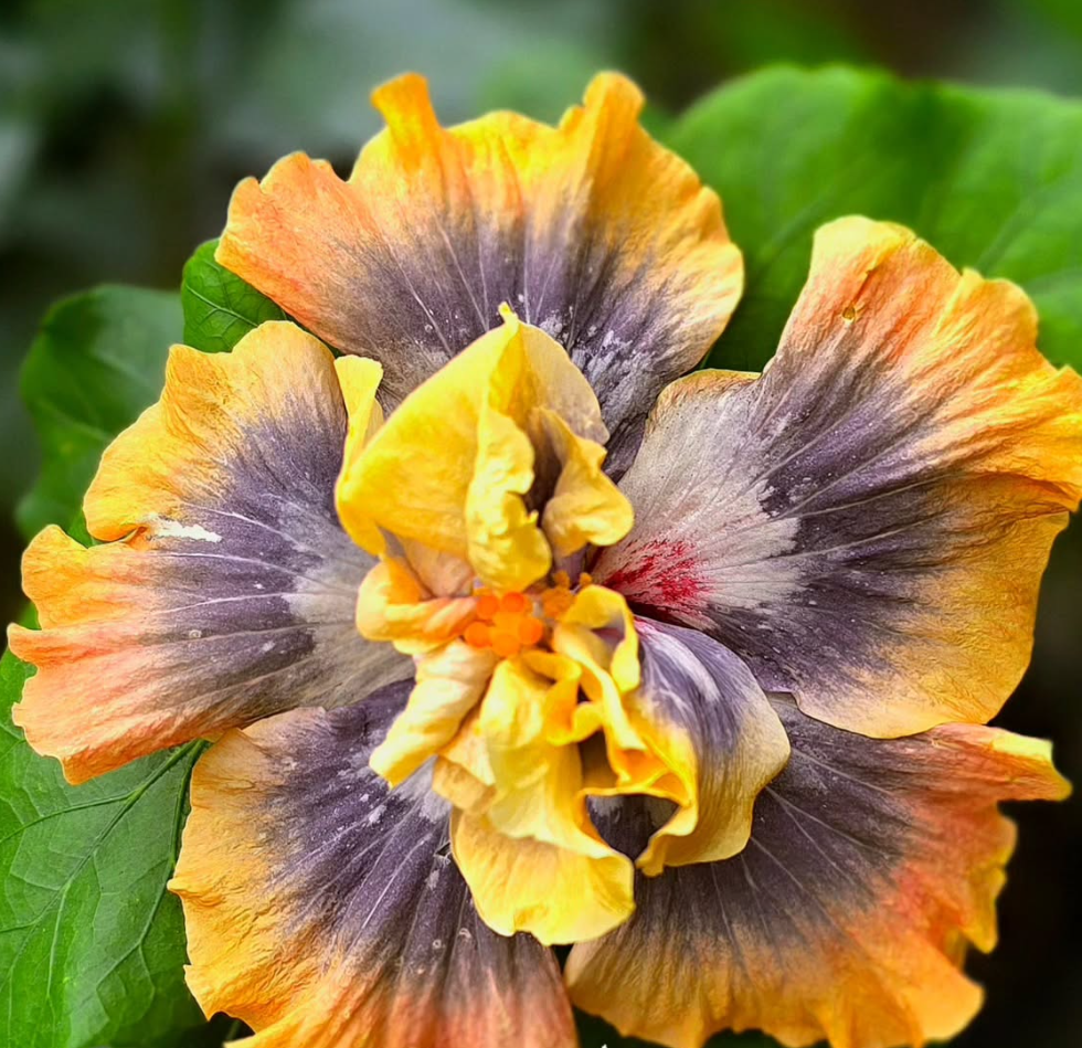 Hibiscus Summer Paradise 50 Seeds