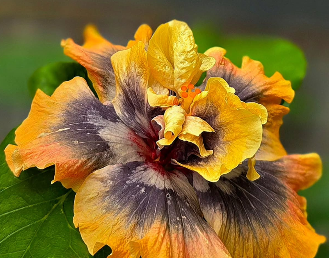 Hibiscus Summer Paradise 50 Seeds
