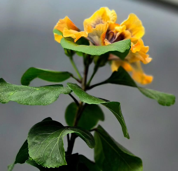 Hibiscus Summer Paradise 50 Seeds