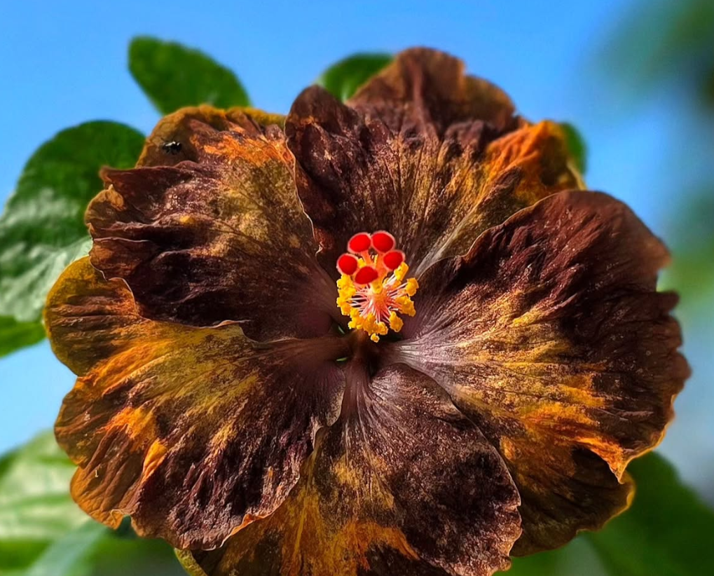 Hibiscus Night Owl 50 Seeds