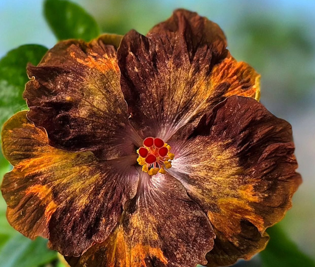 Hibiscus Night Owl 50 Seeds
