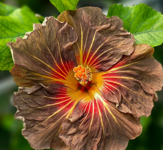 Hibiscus Cocoa Berries 50 Seeds