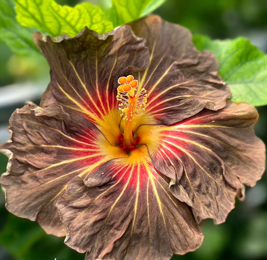 Hibiscus Cocoa Berries 50 Seeds