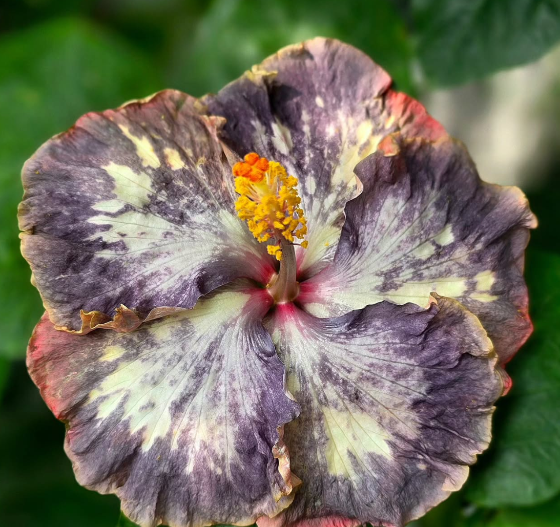 Hibiscus Dainty Mist 50 Seeds