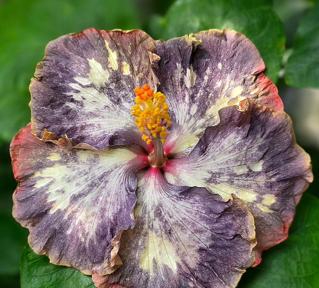 Hibiscus Dainty Mist 50 Seeds