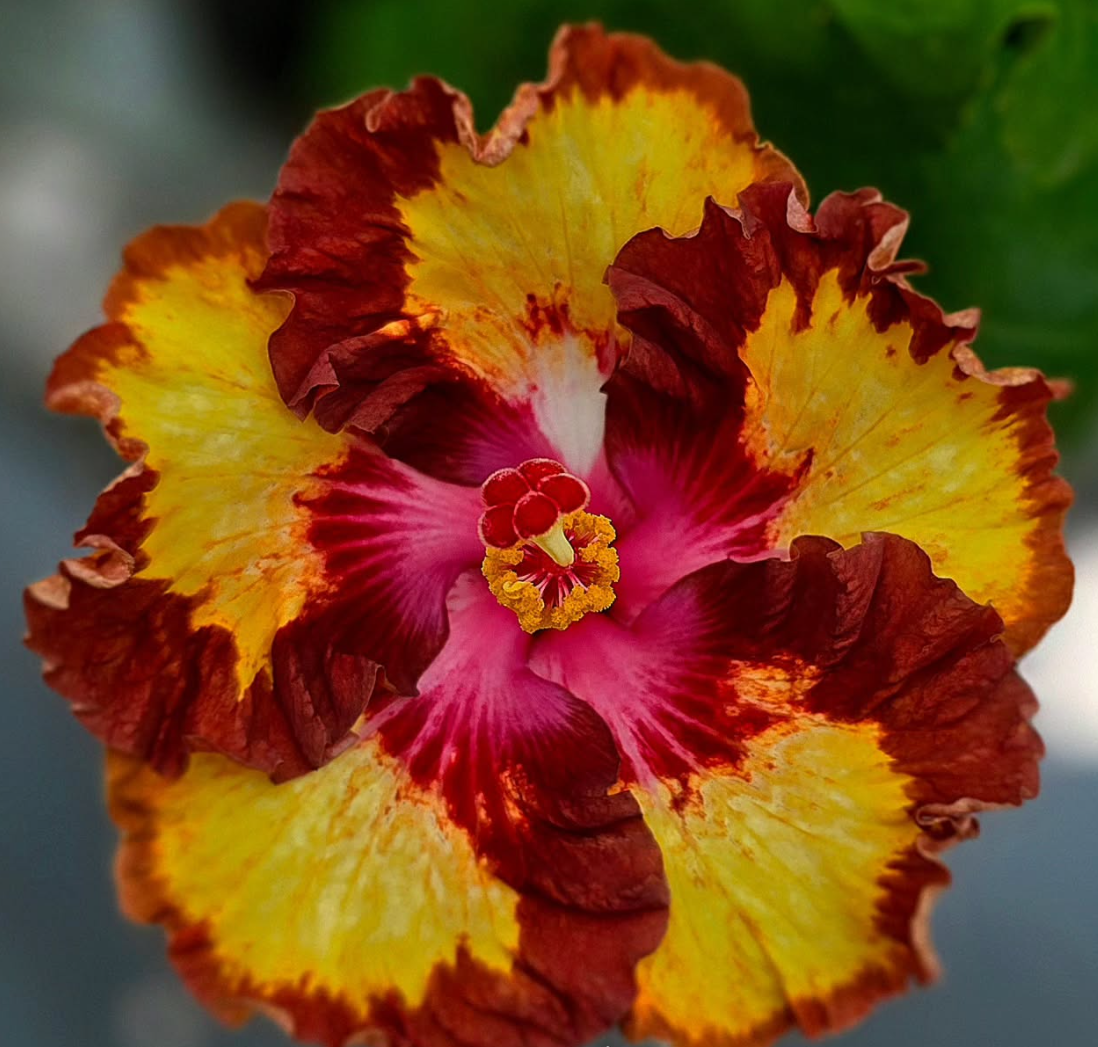 Hibiscus Rosetta Fairy 50 Seeds