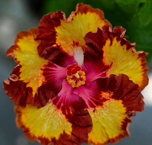 Hibiscus Rosetta Fairy 50 Seeds