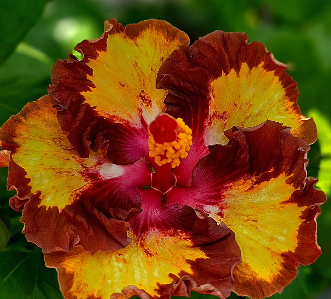 Hibiscus Rosetta Fairy 50 Seeds