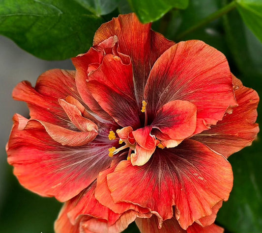 Hibiscus Palace 50 Seeds