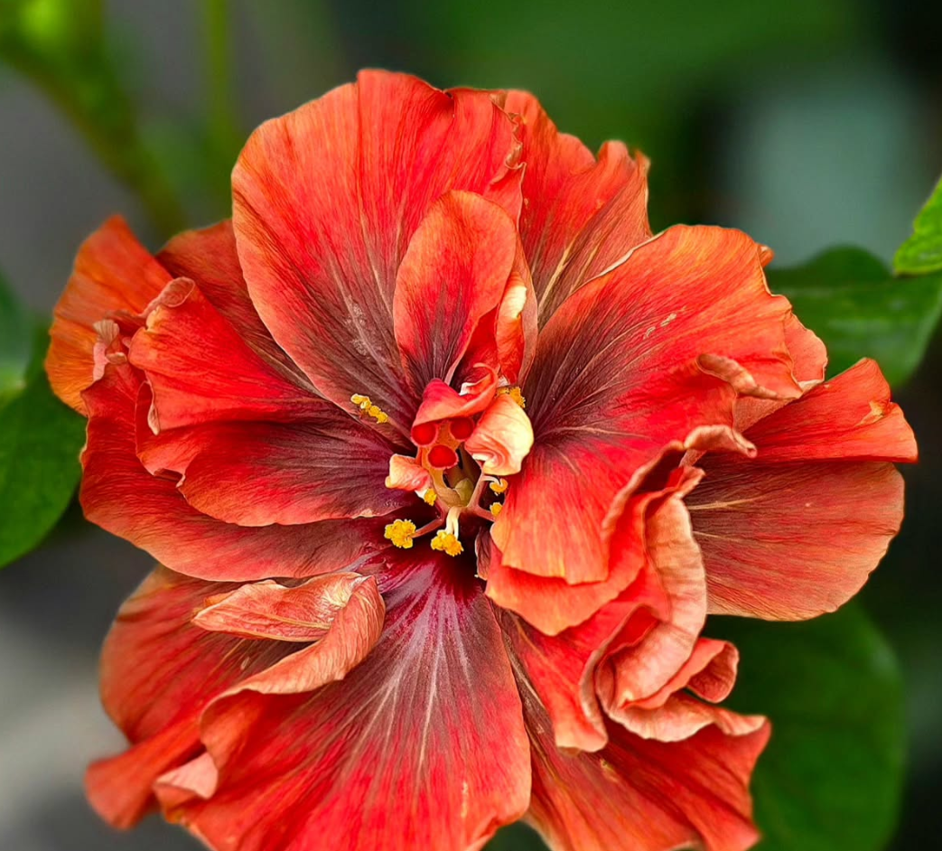 Hibiscus Palace 50 Seeds