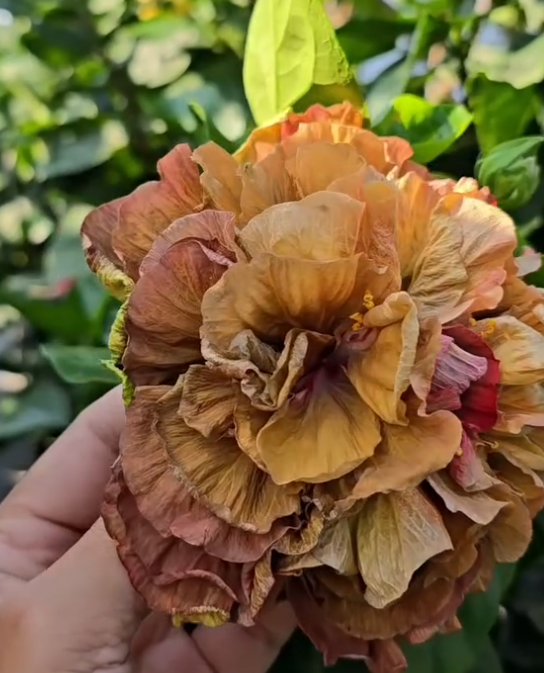 Hibiscus Maid of Honor 50 Seeds