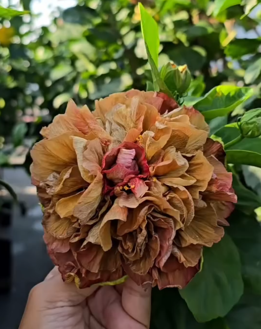 Hibiscus Maid of Honor 50 Seeds