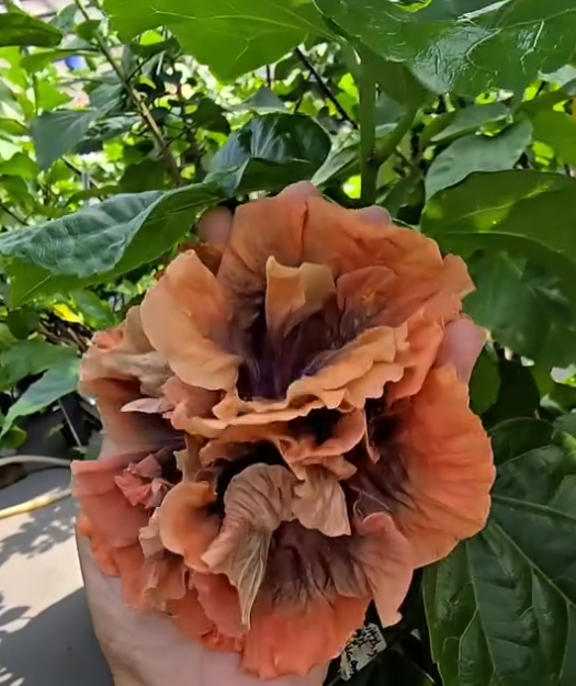 Hibiscus Witcy Girl 50 Seeds