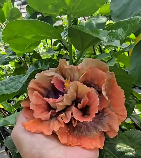 Hibiscus Witcy Girl 50 Seeds