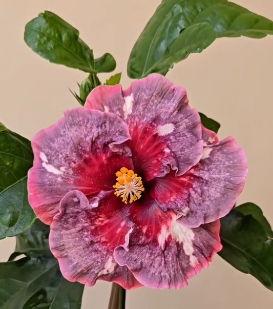 Hibiscus Girls' Talk 50 Seeds