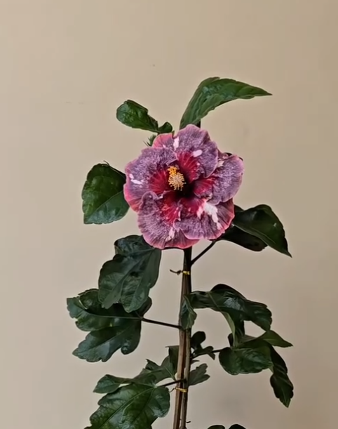 Hibiscus Girls' Talk 50 Seeds