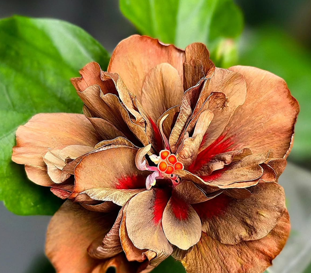 Hibiscus Wild Terracotta 50 Seeds