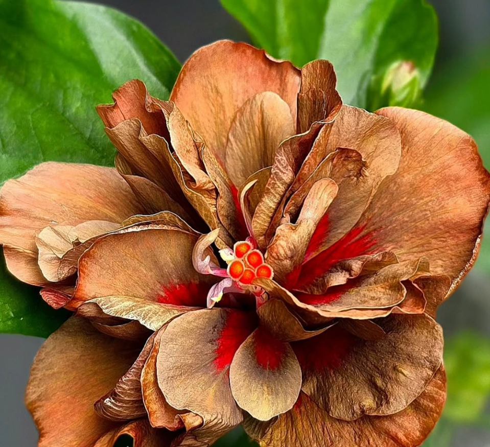 Hibiscus Wild Terracotta 50 Seeds