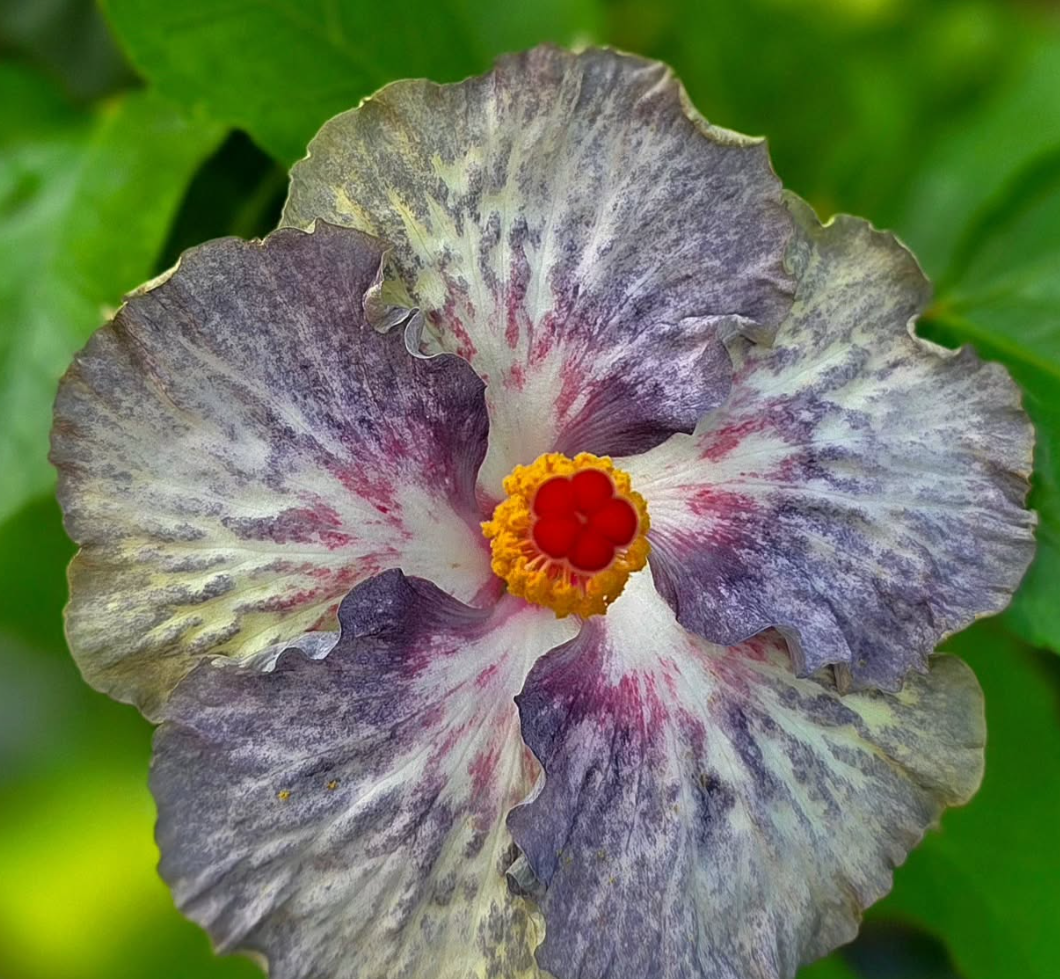 Hibiscus Bitter Poisonpie 50 Seeds