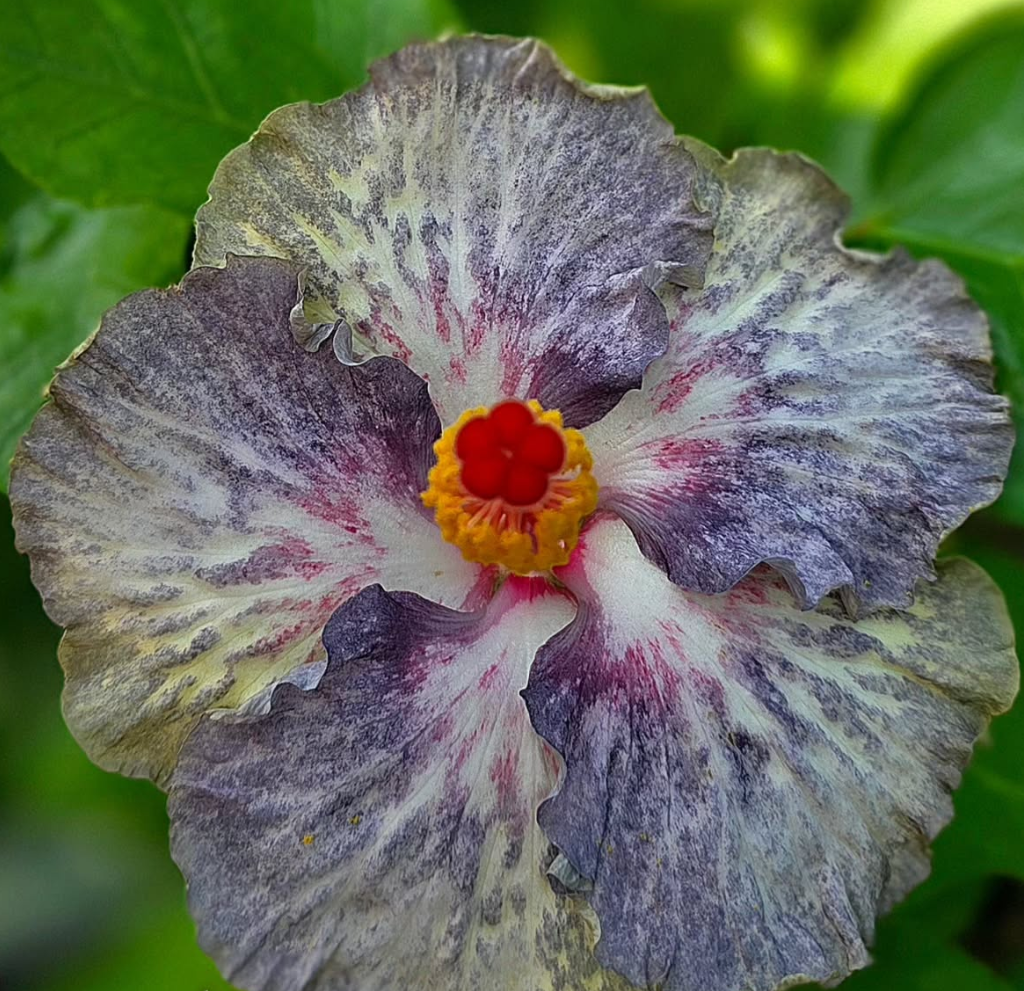 Hibiscus Bitter Poisonpie 50 Seeds