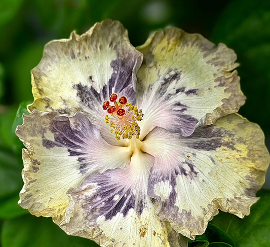 Hibiscus Arctic Crystal 50 Seeds
