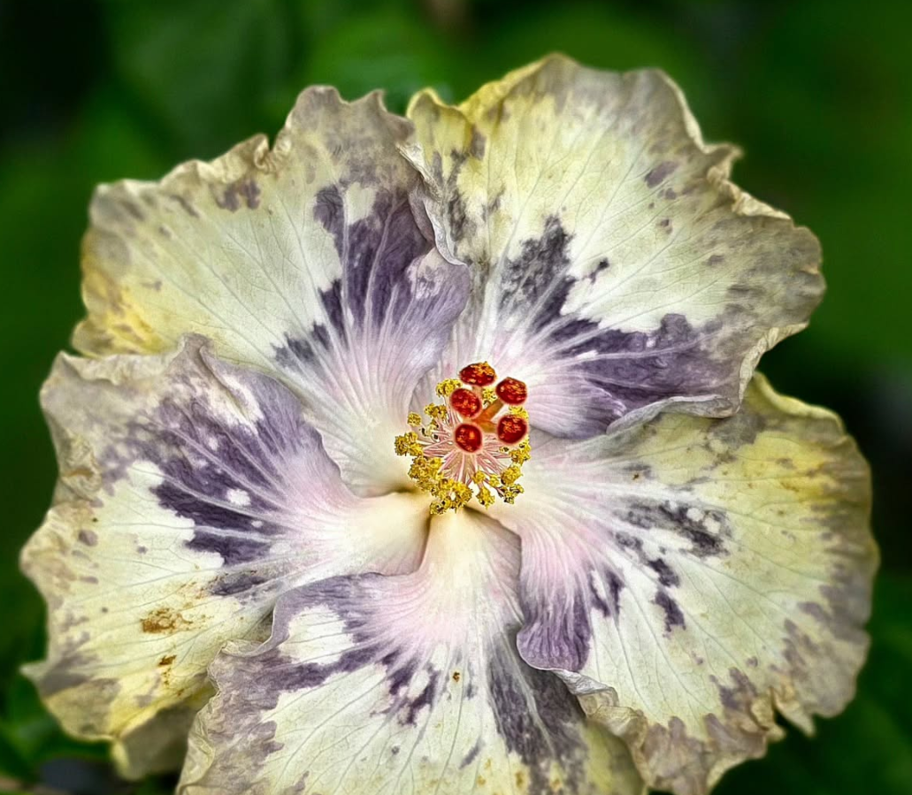 Hibiscus Arctic Crystal 50 Seeds