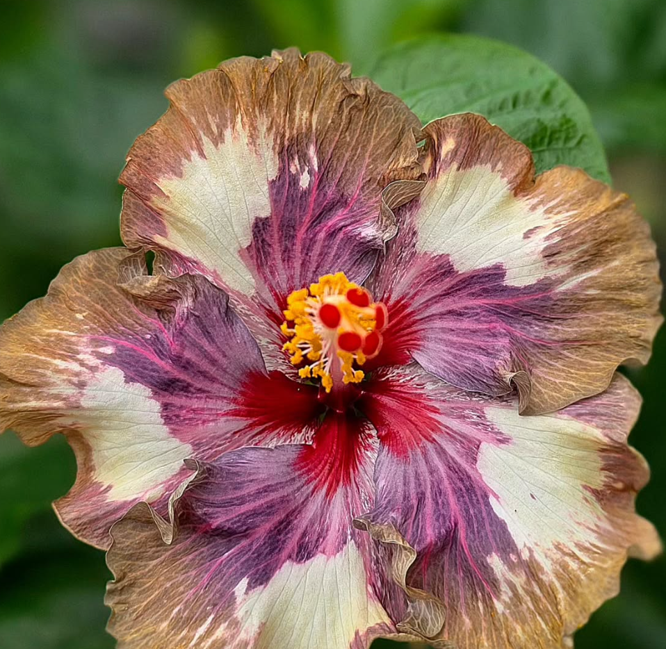 Hibiscus Magical Wizard 50 Seeds