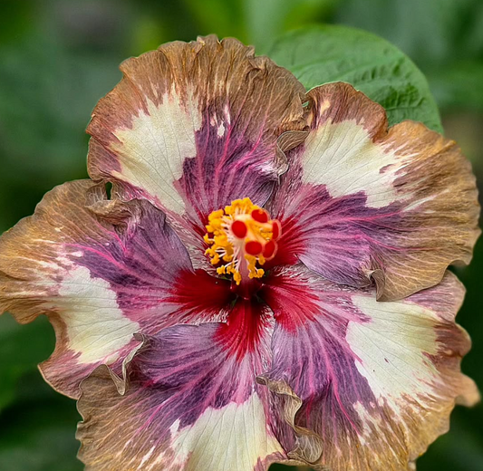 Hibiscus Magical Wizard 50 Seeds