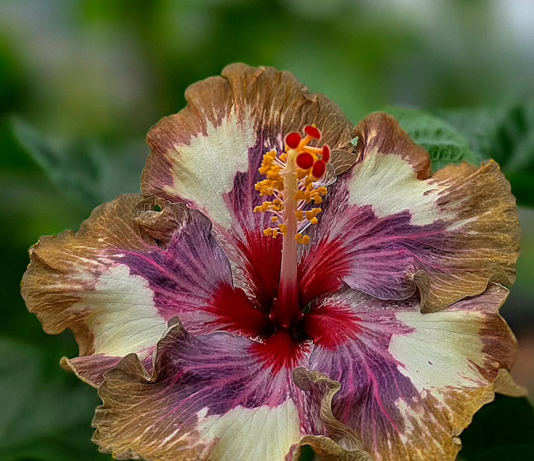 Hibiscus Magical Wizard 50 Seeds