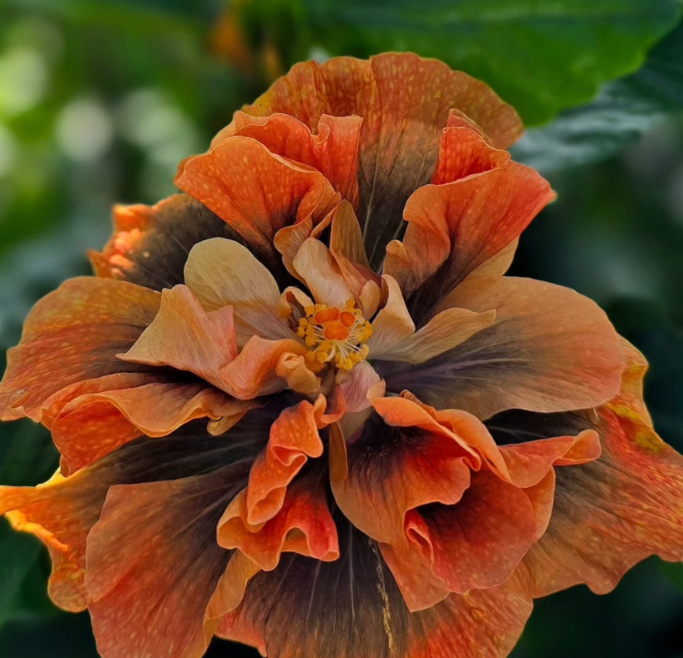 Hibiscus Endless Glow 50 Seeds