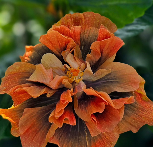 Hibiscus Endless Glow 50 Seeds