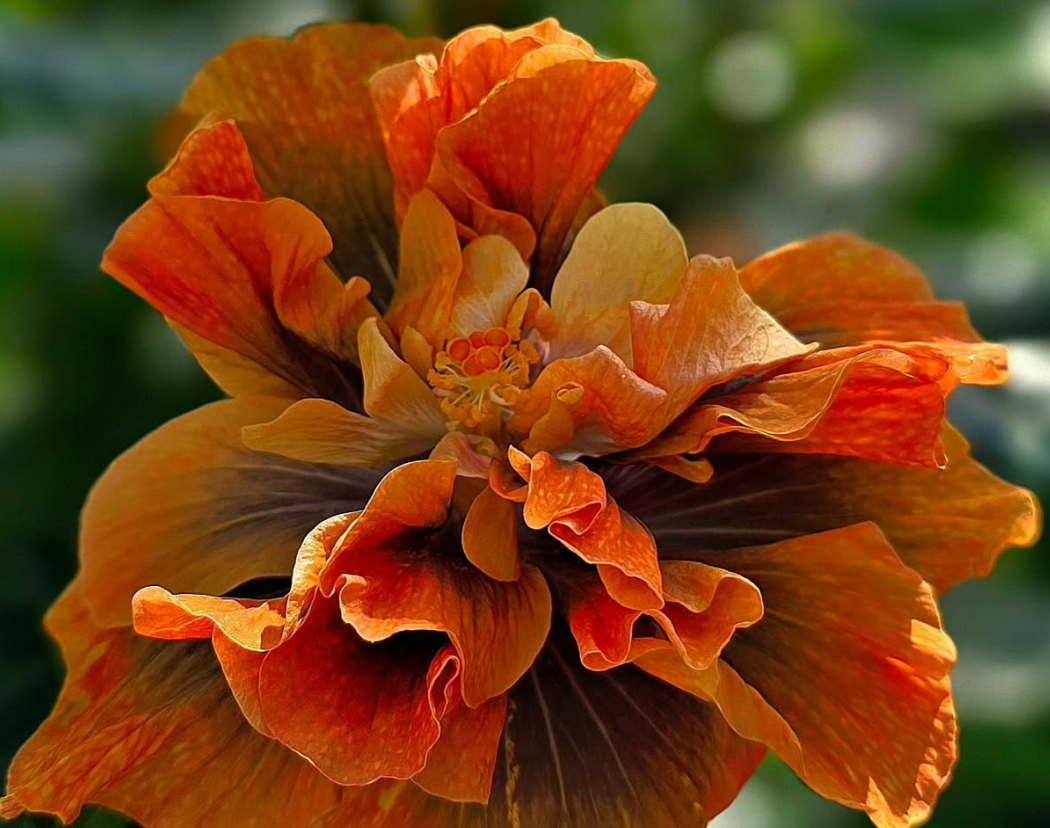 Hibiscus Endless Glow 50 Seeds