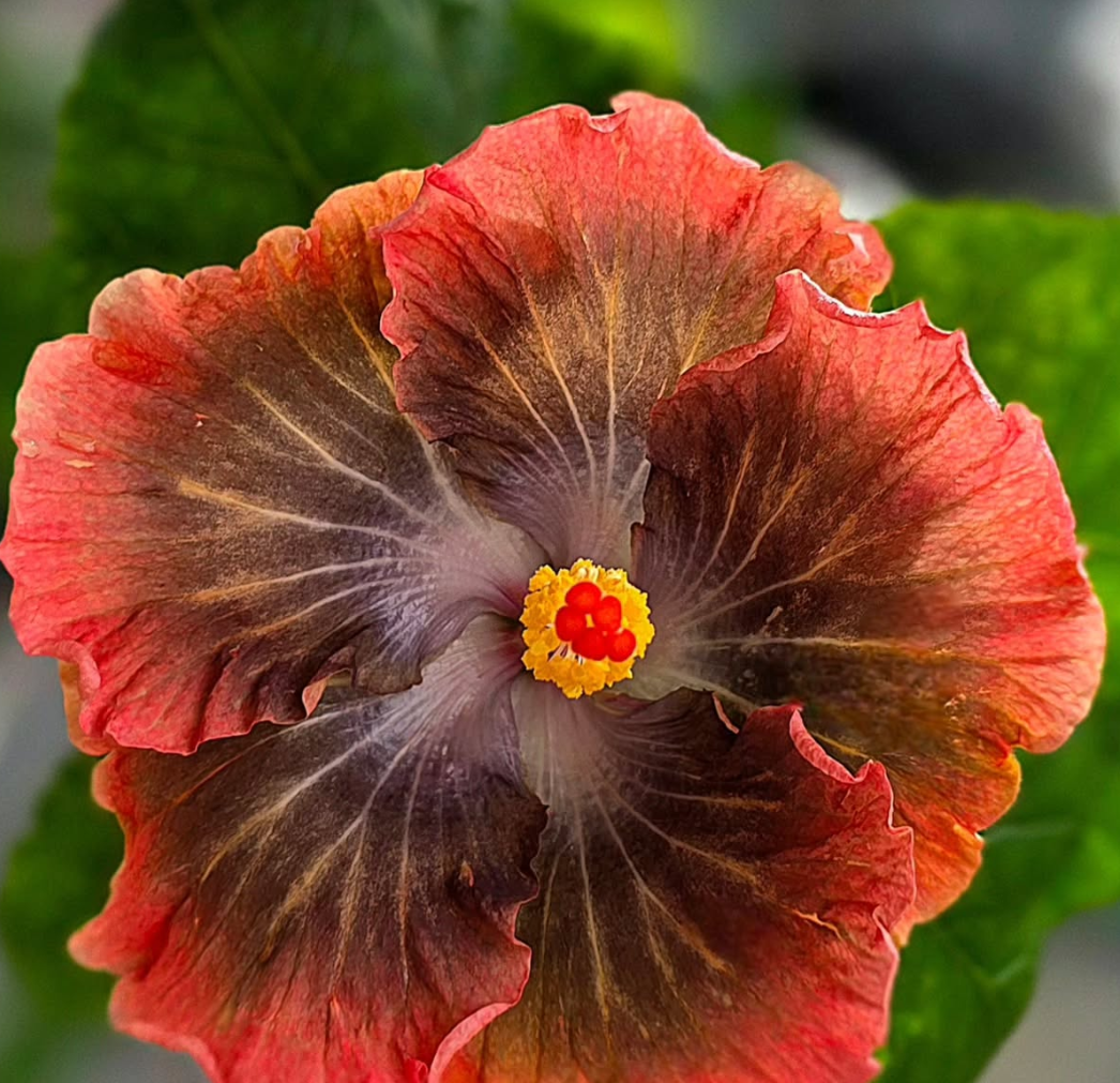 Hibiscus Secret of Pandora 50 Seeds