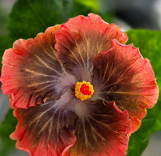 Hibiscus Secret of Pandora 50 Seeds
