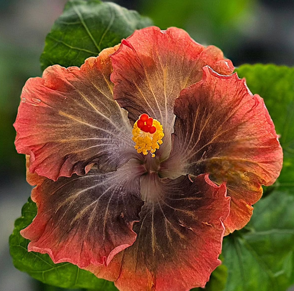 Hibiscus Secret of Pandora 50 Seeds