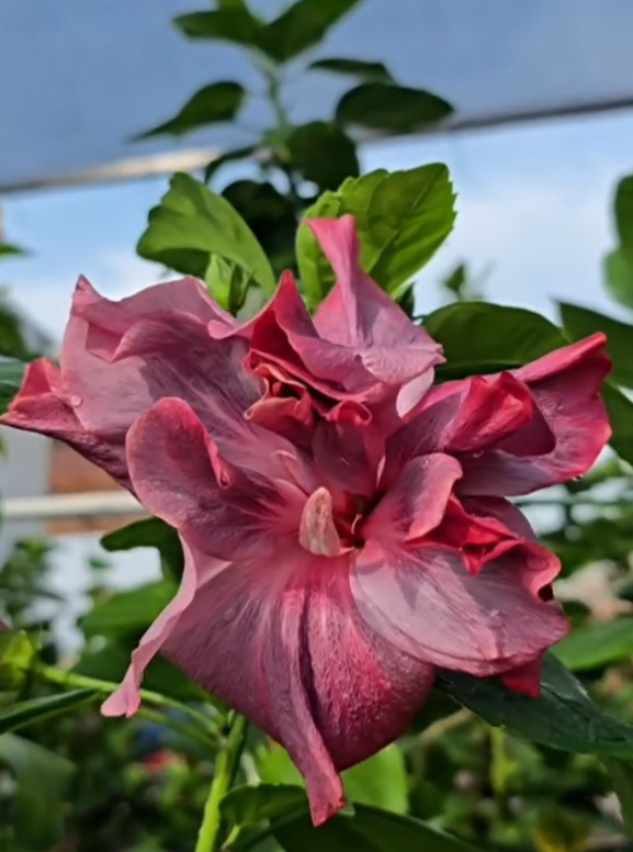 Hibiscus Periwinkle Serenade 50 Seeds