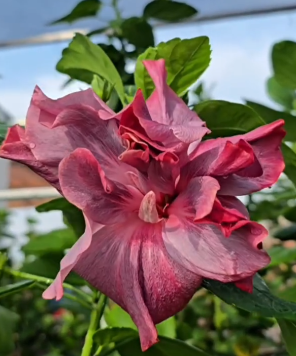 Hibiscus Periwinkle Serenade 50 Seeds