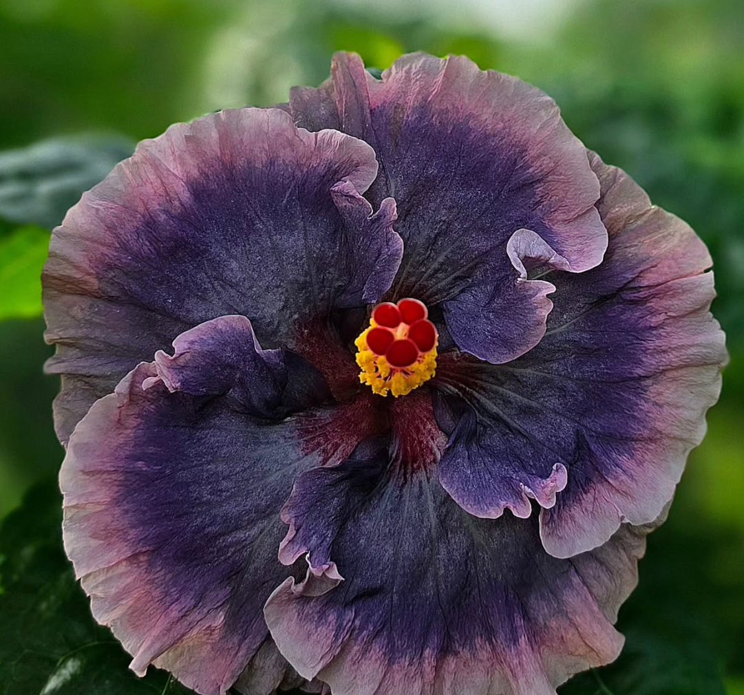 Hibiscus  Affectionate Cloud 50 Seeds