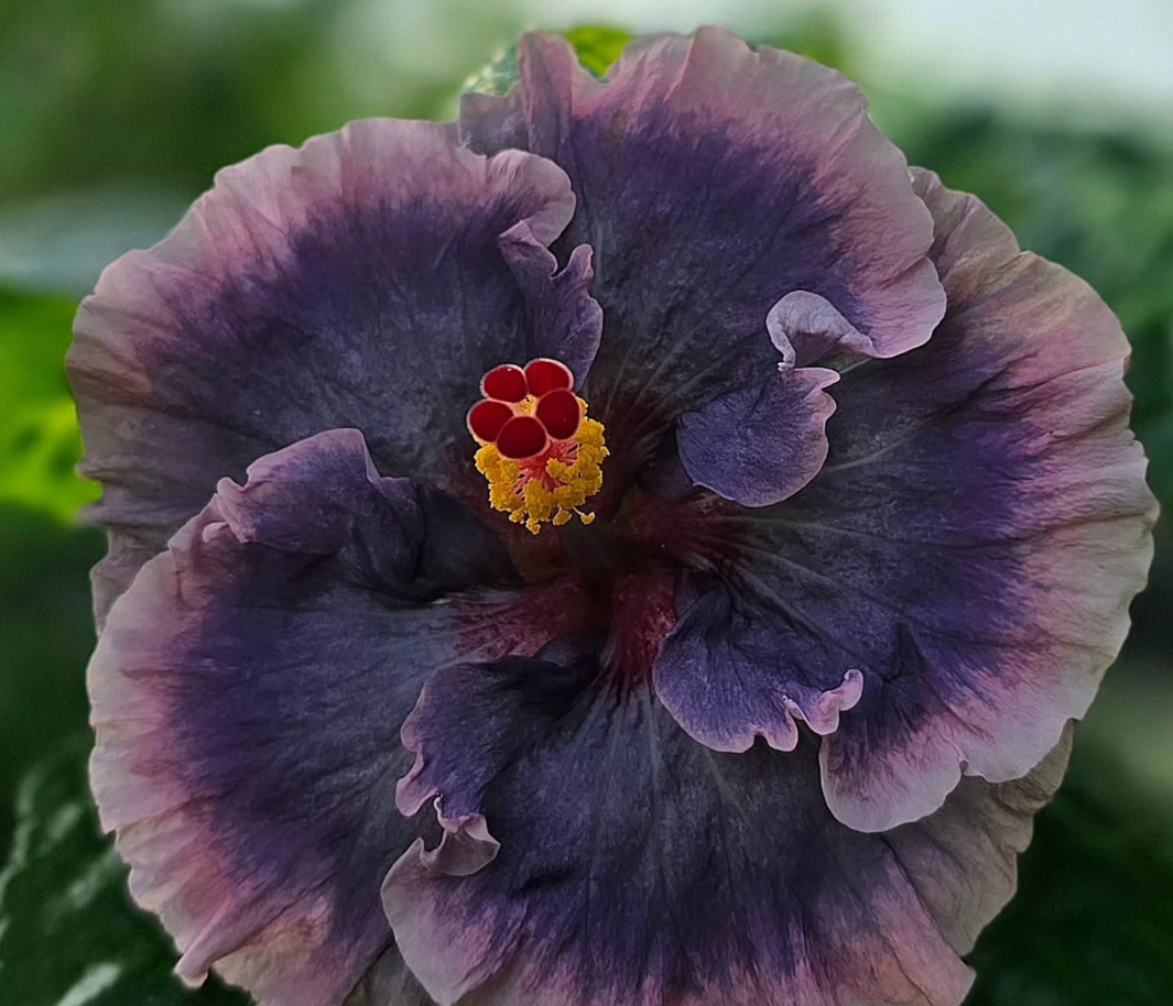 Hibiscus  Affectionate Cloud 50 Seeds