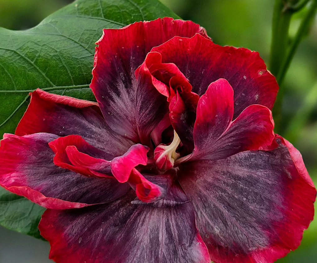 Hibiscus Red Diamond 50 Seeds
