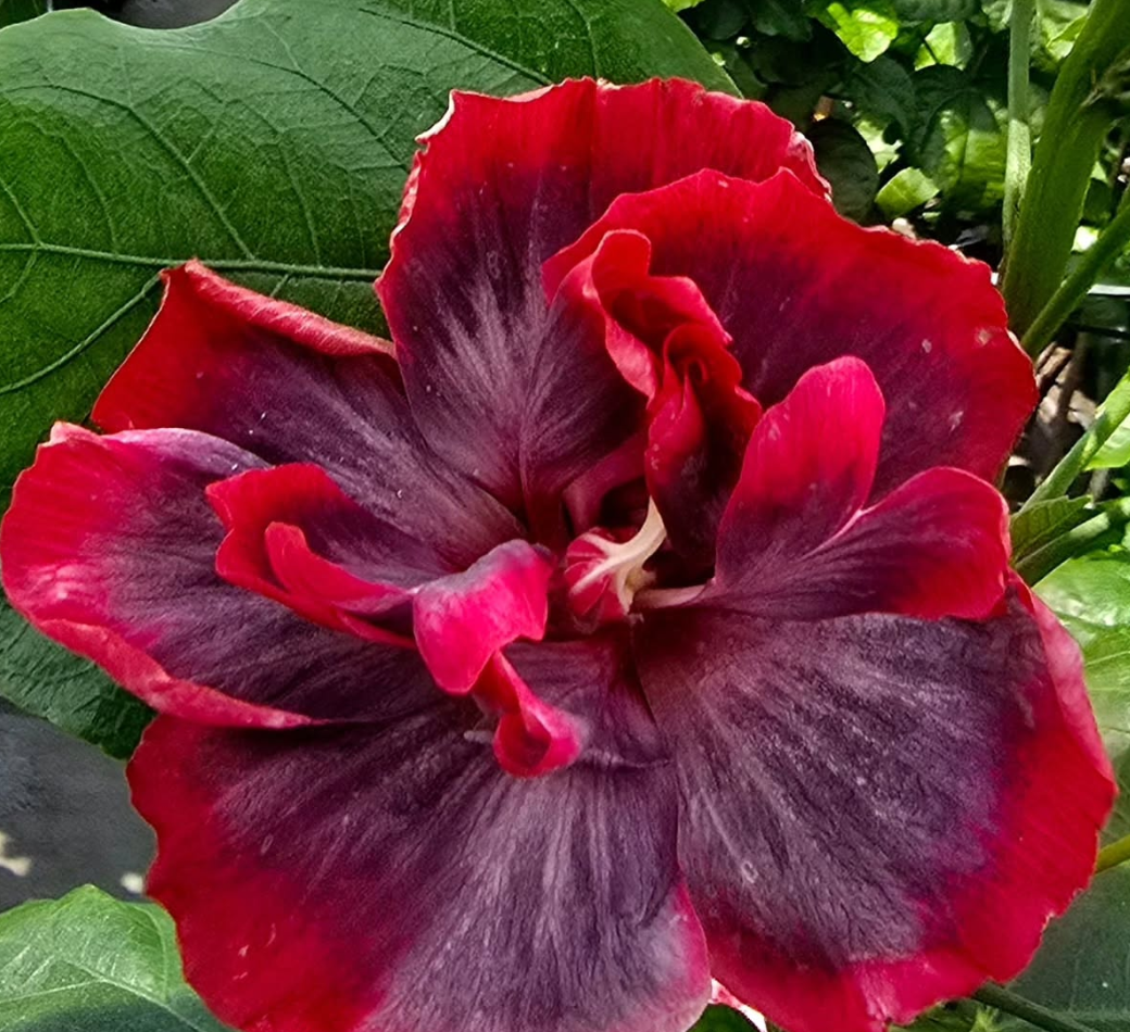 Hibiscus Red Diamond 50 Seeds
