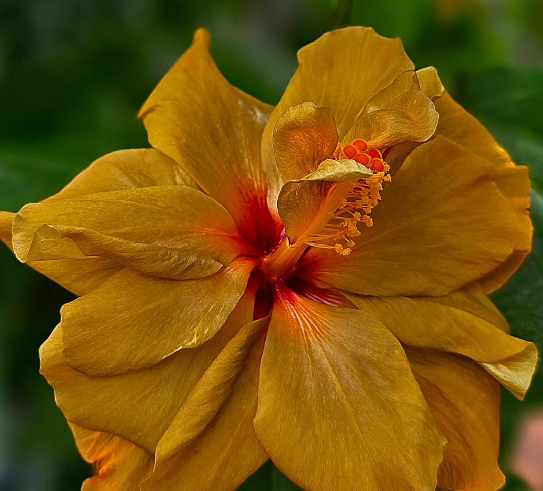 Hibiscus Sweet Tamarind 50 Seeds