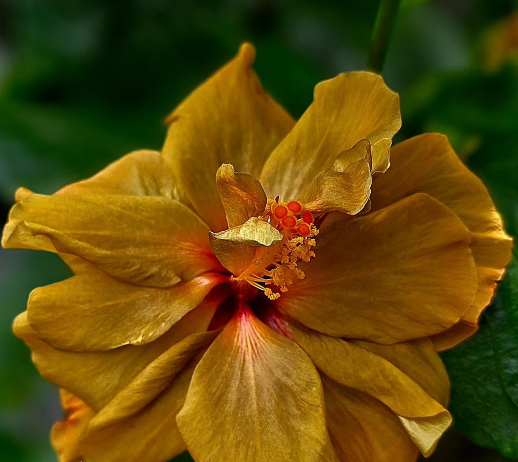 Hibiscus Sweet Tamarind 50 Seeds