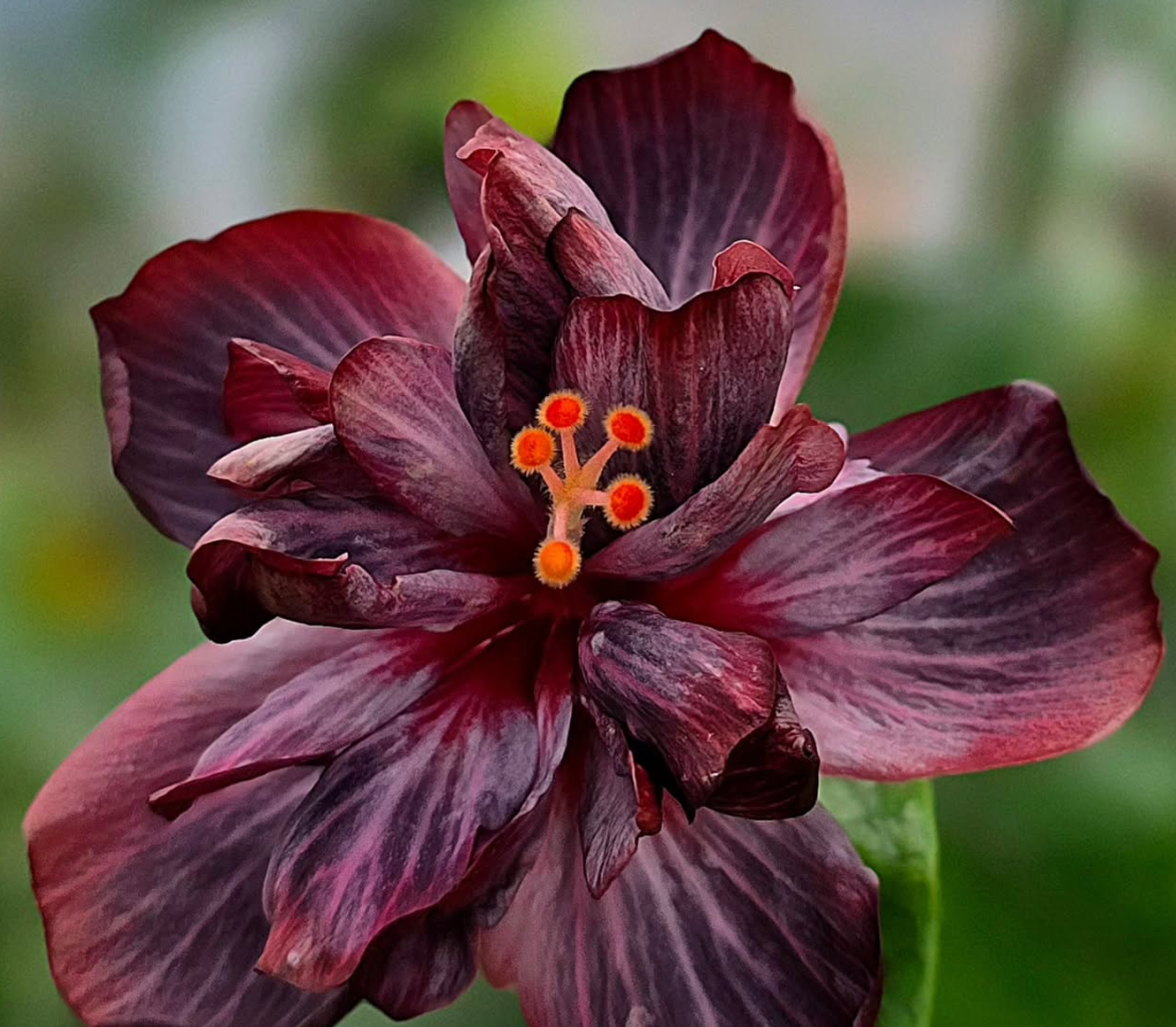 Hibiscus Storms Splendor 50 Seeds