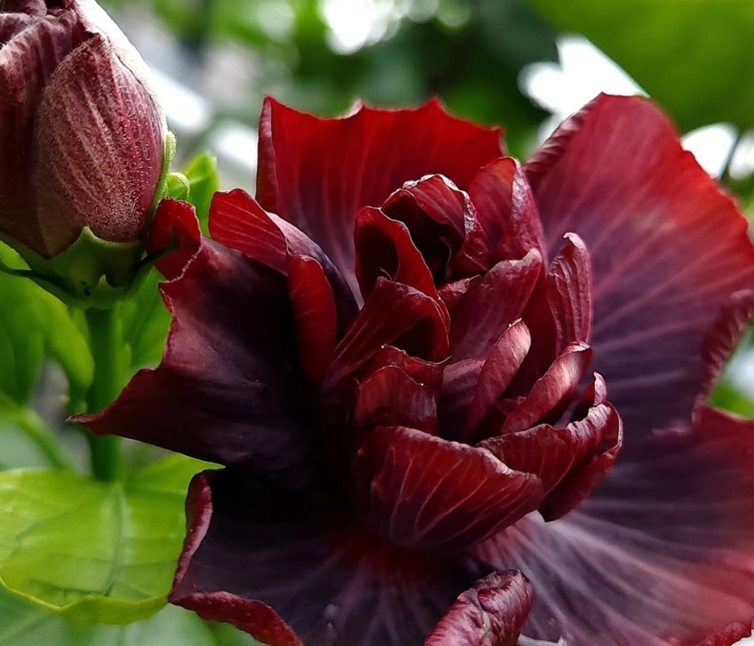Hibiscus Storms Splendor 50 Seeds